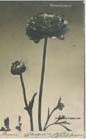 Ranuncolo1